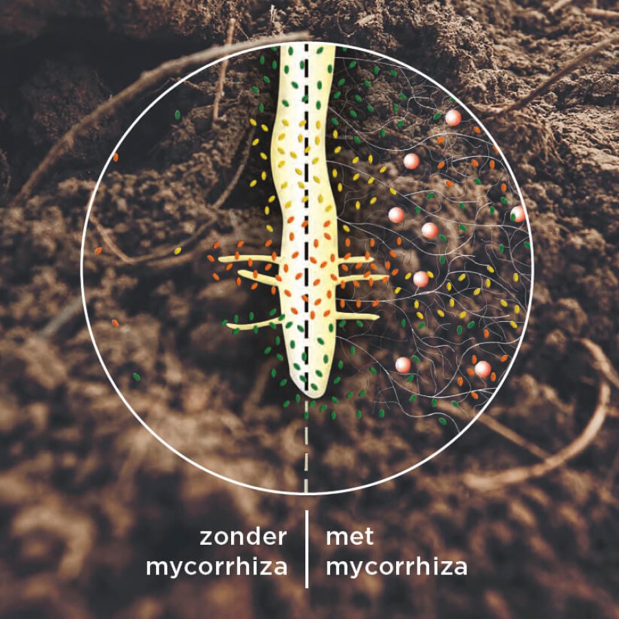 Meer-over-Mycorrhiza3b (1)