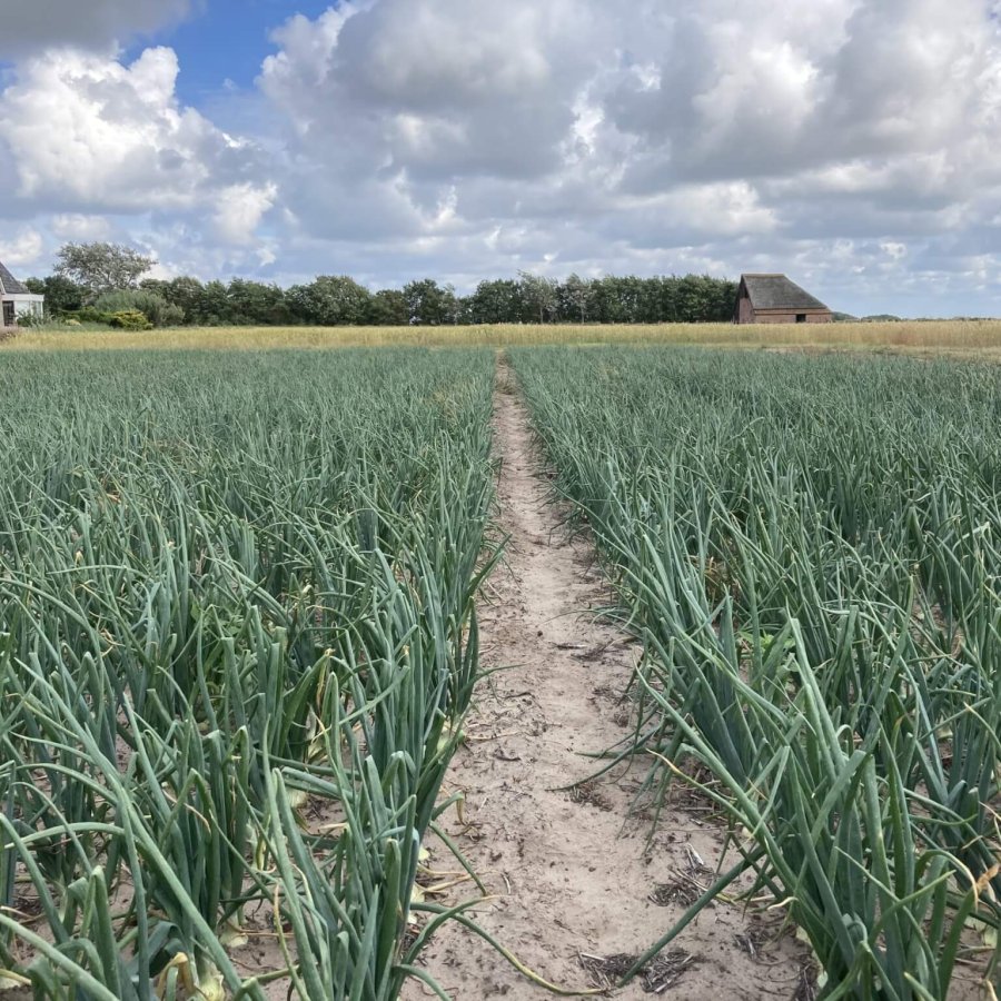 Mycorrhiza in akkerbouw nog onderbelicht