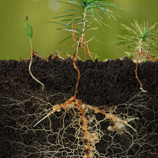 mycorrhiza 2